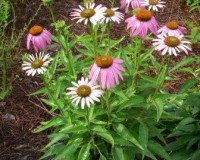echinacea purpurea 6-11.jpg